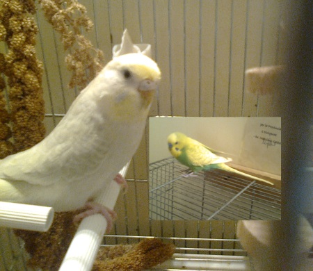 Pullo allevato a mano